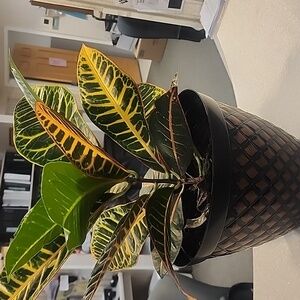 Meet your Posher, Angeline